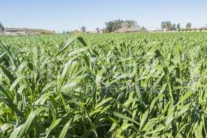 Harvesting unripe oats