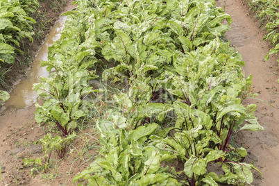 Beet harvest