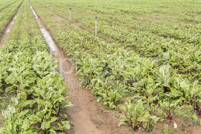 Beet harvest