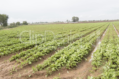 Beet harvest