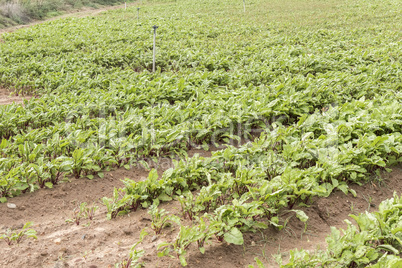 Beet harvest