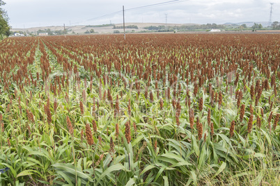 Sorghum field