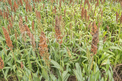 Sorghum field