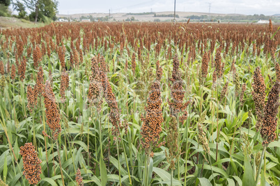 Sorghum field