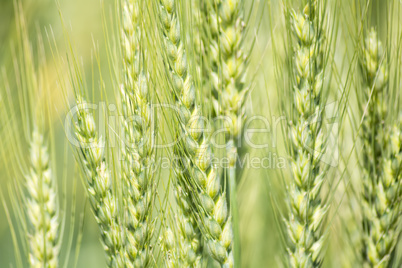 Closeup unripe wheat ears