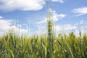 Closeup unripe wheat ears. Blue Sky in the background.