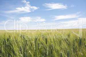Closeup unripe wheat ears. Blue Sky in the background.
