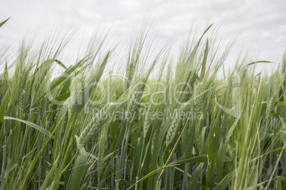 Spikes of green wheat in spring