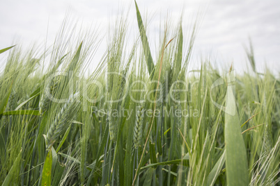 Spikes of green wheat in spring