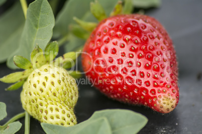 Strawberries on the vine in the garden