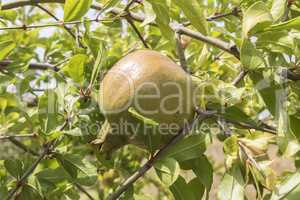 Unripe pomegranate in the tree