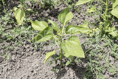 Sunflower plant growing