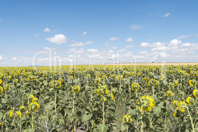 Sunflowers field