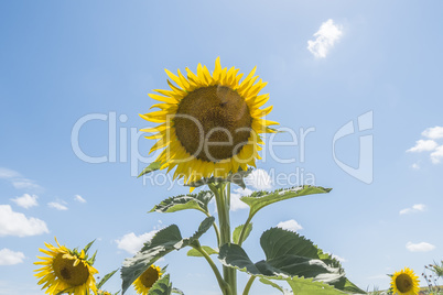 Sunflower in the sun