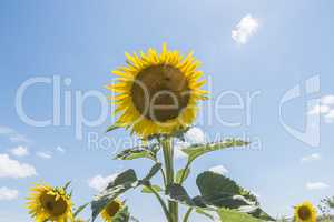 Sunflower in the sun