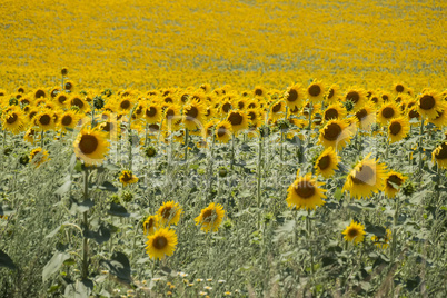 Sunflowers field