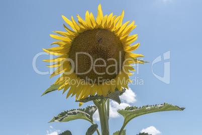 Sunflower in the sun