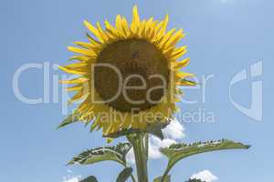 Sunflower in the sun