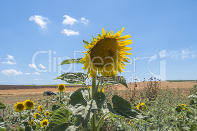 Sunflower in the sun Sunflower in the sun
