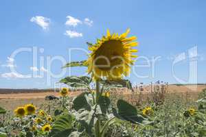 Sunflower in the sun