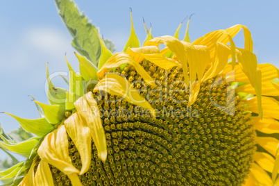 Sunflower in the sun