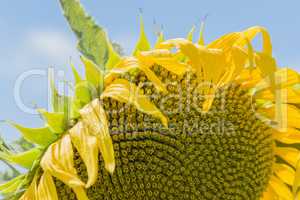 Sunflower in the sun