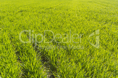 Green wheat field