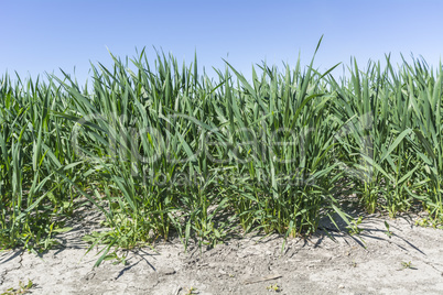 Green wheat field growing