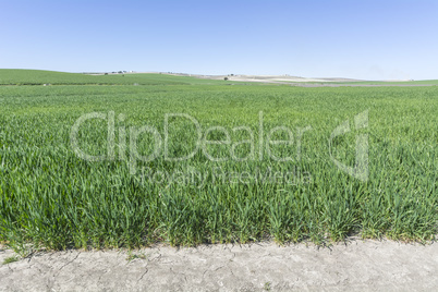 Green wheat field growing