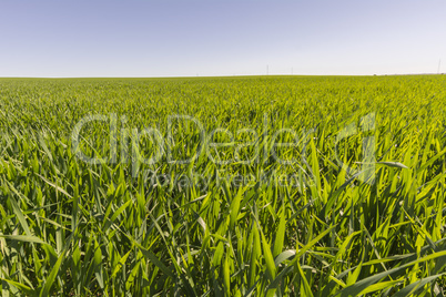 Green wheat field growing