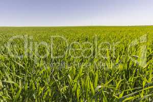 Green wheat field growing