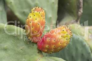 Cactaceae, Opuntia, prickly pears cactus fruitsand