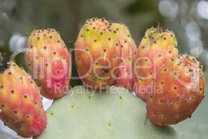 Cactaceae, Opuntia, prickly pears cactus fruitsand