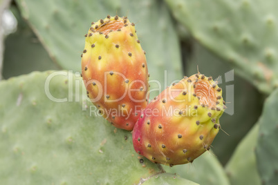 Cactaceae, Opuntia, prickly pears cactus fruitsand