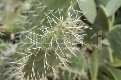 Cactaceae, Opuntia, prickly pears cactus fruitsand