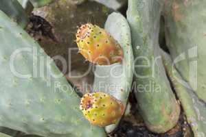 Cactaceae, Opuntia, prickly pears cactus fruitsand