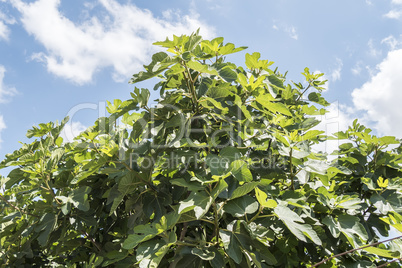 Fig tree with blue sky and white clouds background