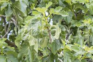 Fig tree, leafs, unripe figs