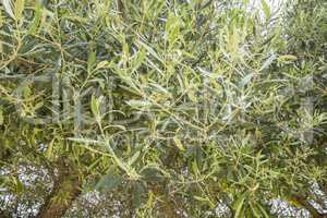 Olive tree leaves