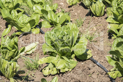 Lettuce in the orchard