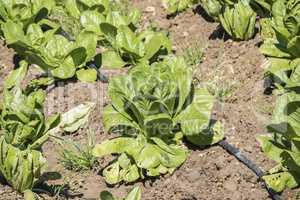 Lettuce in the orchard
