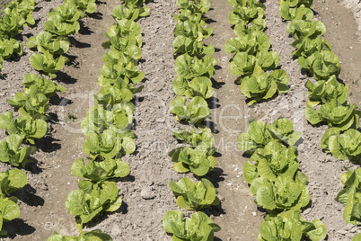 Lettuce in the orchard