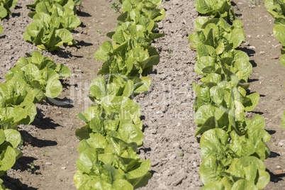 Lettuce in the orchard