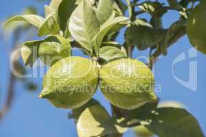 Unripe lemons on the tree