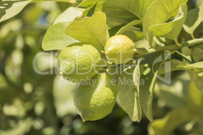 Unripe lemons on the tree