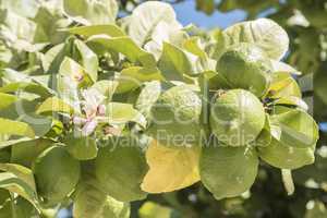 Unripe lemons on the tree, lemon blossom