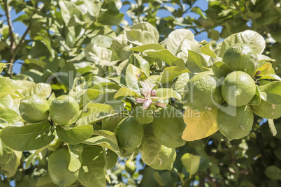 Unripe lemons on the tree, lemon blossom
