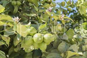 Unripe lemons on the tree, lemon blossom