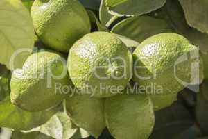 Unripe lemons on the tree