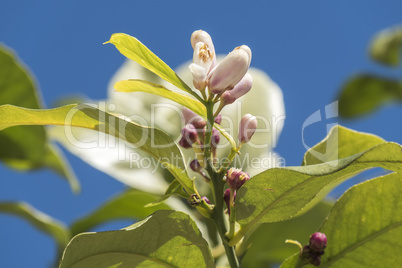 Lemon blossom in spring